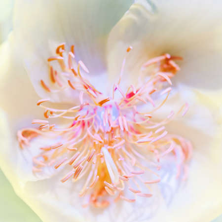 abstract flowerの写真素材