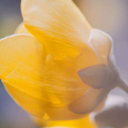 yellow buttercup flowerの写真素材