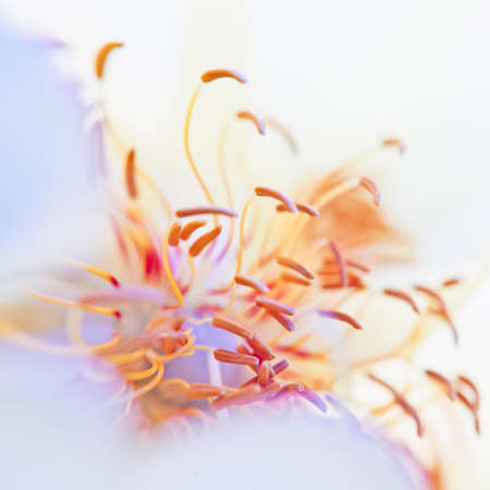 abstract flowerの写真素材