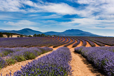 Lavender field in the summer sunの写真素材