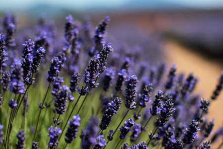 Lavender field in the summer sunの写真素材