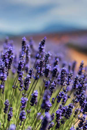 Lavender field in the summer sunの写真素材