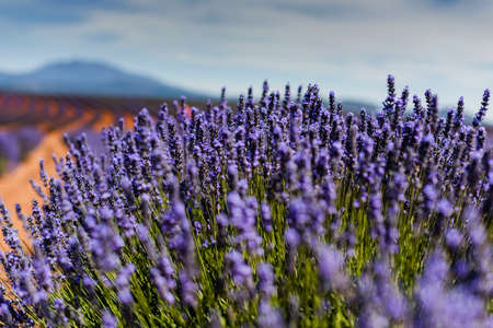 Lavender field in the summer sunの写真素材