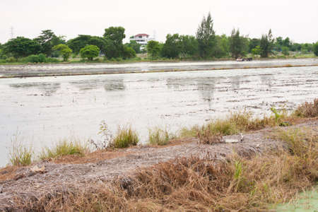 farmland field rice in thailand,water in the field rice の写真素材