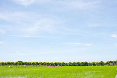 field rice and the blue sky in the thailand.の写真素材