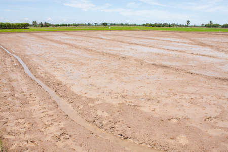 soil field rice,farm rice soil goodの写真素材