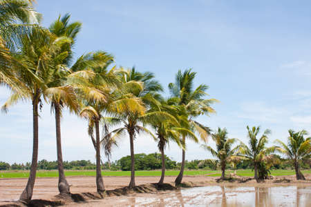 tree in the field rice and the blue sky, field thailandの写真素材
