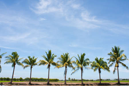 tree in the field rice and the blue sky, field thailandの写真素材