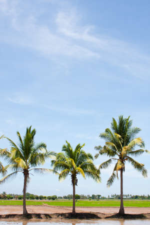 tree in the field rice and the blue sky, field thailandの写真素材