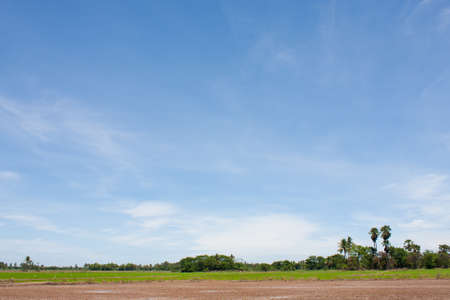field rice and the blue sky in the thailand.の写真素材