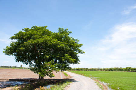 tree and the field rice on the blue sky in the thailandの写真素材