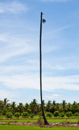 tree dead in the field rice,tree dead の写真素材