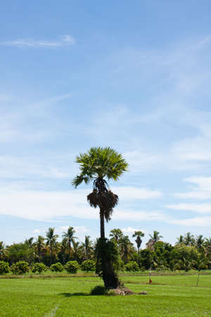 tree in the field rice and the blue sky, field thailandの写真素材