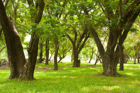 tree in the park, green grass in the park