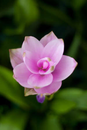 the flower in the park , the flower thailand.の写真素材