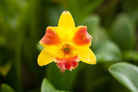 the flower in the park , the flower thailand.の写真素材