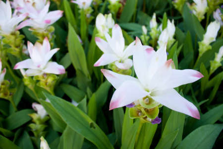 Flowers bloom among the mass. Different cultures in the area. To decorate.の写真素材