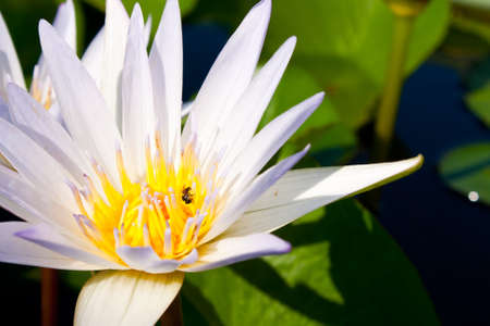 White Lotus in full bloom in a pond with Lotus pollen, insect glands.
の写真素材