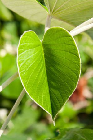 Fresh green leaves. Circular shape is refreshing.
