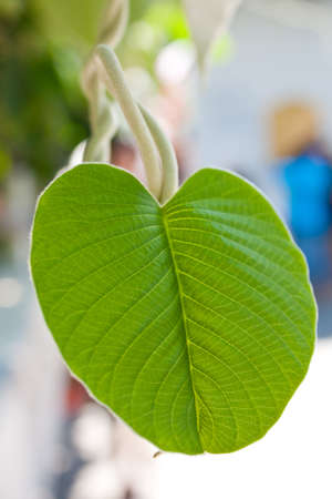 Fresh green leaves. Circular shape is refreshing.
