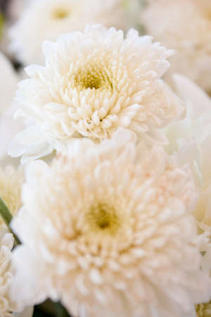 Among white, pure white flowers, fresh, clean look and help.の写真素材