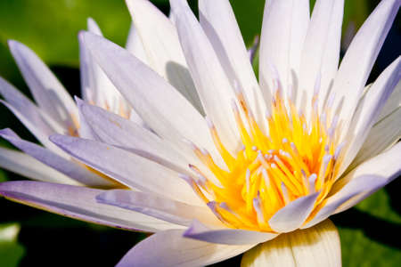White Lotus in full bloom in a pond with Lotus pollen, insect glands.
の写真素材