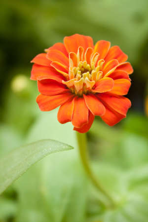 Red flower blooming flowers in the garden. Distinguished by the center position.
の写真素材