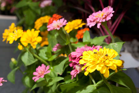 The flowers that bloom then. The color of the flower color mix.
の写真素材