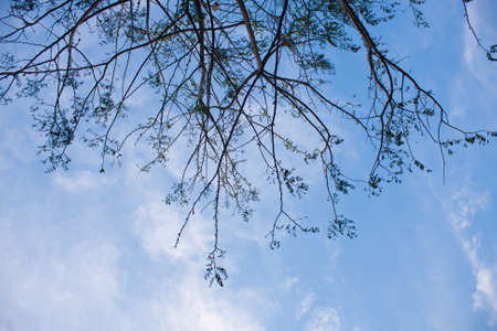 Branching twigs behind a dark sky brightの写真素材