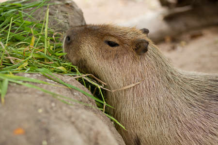 Animals at the zoo. Color animal tears.
Eating grass
の写真素材