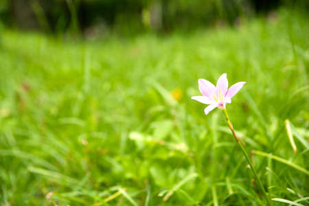 Little flowers on the lawn in the park.
