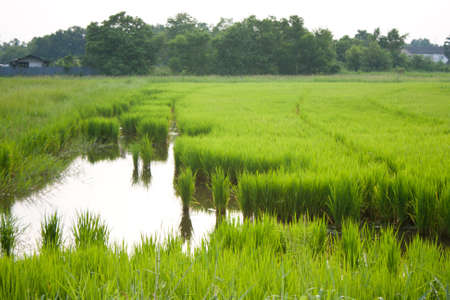 Fields to cultivate rice. Green seedlings.の写真素材
