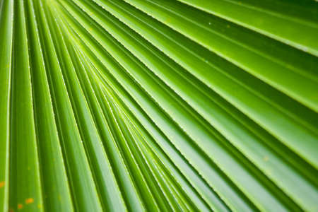 Background of fresh green leaves in the shape of a straight direction.の写真素材