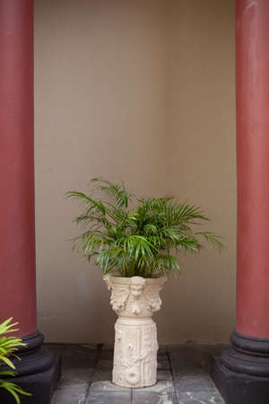Potted plants decorate the tree with decorative trim. It is a beautiful tree.の写真素材