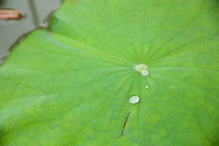 The lotus is a type of floating leaves. Lotus leaf in the pool.