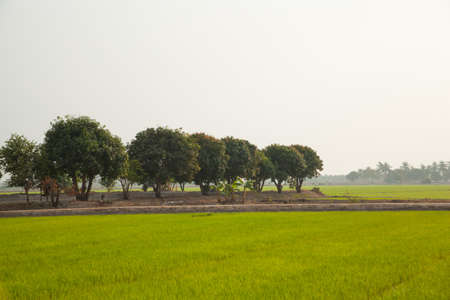 Trees in rice fields. Plant trees in paddy fields. The sky is not bright.