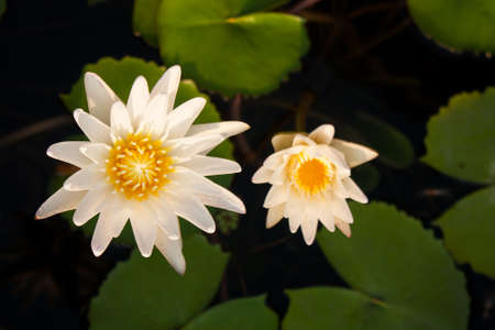 Lotus and lotus ponds.の写真素材