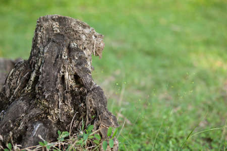 Dry wood of the tree. の写真素材