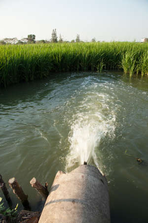 Rice and rice fields. Rice grown in the green fields. Agricultural crops.の写真素材