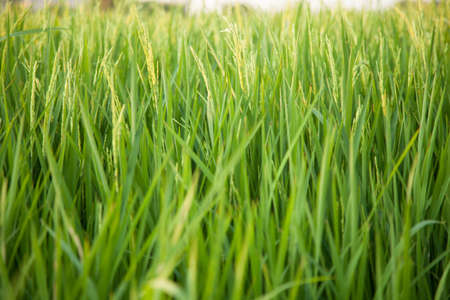In the rice fields. Grains of rice in the rice fields. Bright green in the fields of nature.の写真素材