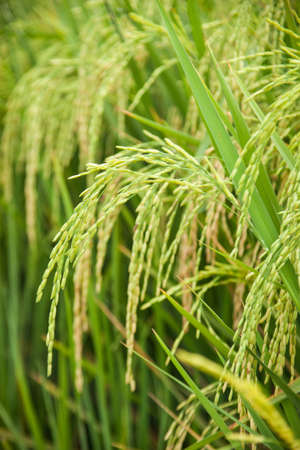 Rice and rice fields. Grains of rice in the rice fields. Agricultural areas.
の写真素材
