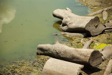 Timber in the pool. Several pieces of timber were cut in a dry pond.の写真素材