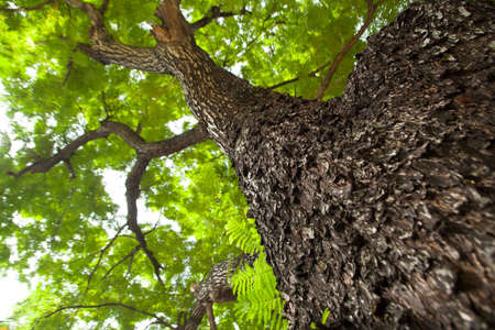 Under a large tree in the garden. The tropical atmosphere.