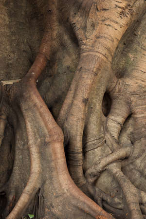 trunk of the tree. Tree age. Roots and large stems.の写真素材