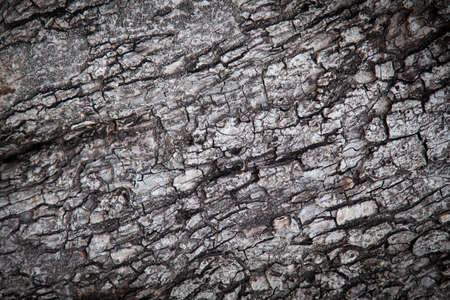 surface of the bark. The age of a tree by a cracking time.