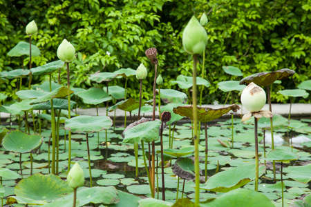 lotus flowers from the plants growing in the pond. Within the park.