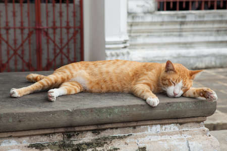 A cat lying. A brown cat lying on the floor. After eating saturated.の写真素材