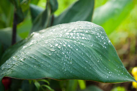 Small droplets clinging to the leaves. There is a natural refreshing in the morning.