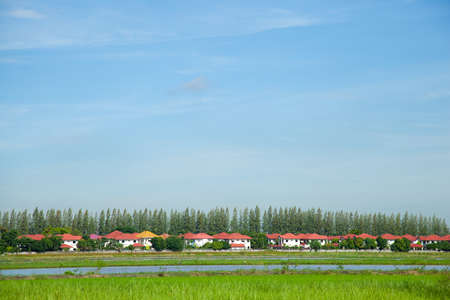 Village with natural pastures and planted a row of tall trees. The expansion of the building. Into the nature.の写真素材