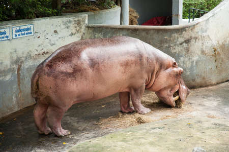Hippopotamus in the zoo exhibit. The large size of the animals.の写真素材